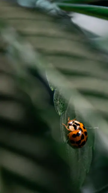 Fotografía de Ramiro Escobar (Artifex) en Victoria, Entre Ríos — obra 6