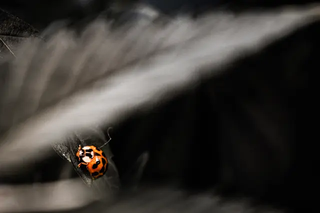Fotografía de Ramiro Escobar (Artifex) en Victoria, Entre Ríos — obra 7